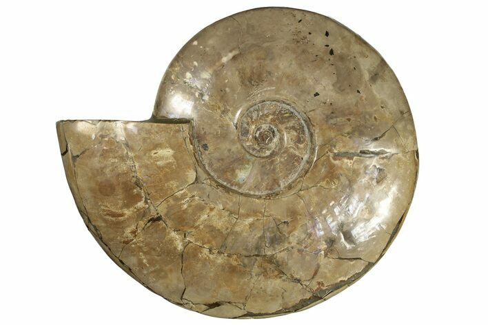 Flashy, Polished Ammonite (Cleoniceras) Fossil - Madagascar #227469